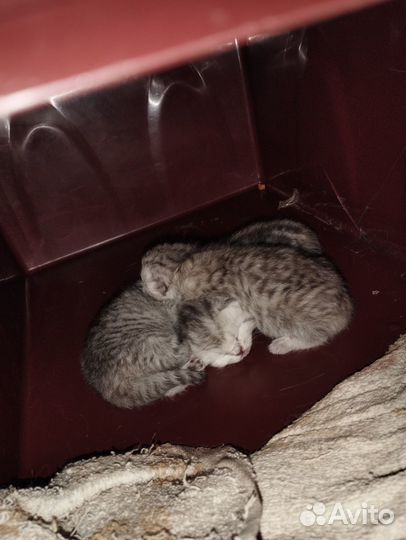 Продам шотландских котят