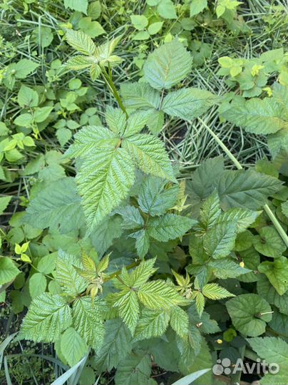 Ежевика садовая