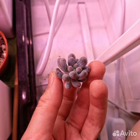 Суккуленты, редкие эхиверии