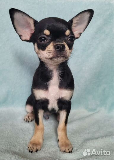 Красивый мальчишка чихуахуа