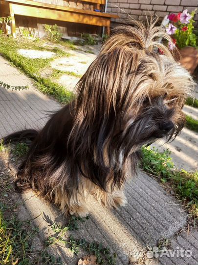 Отдам щенка йоркширского терьера в добрые руки