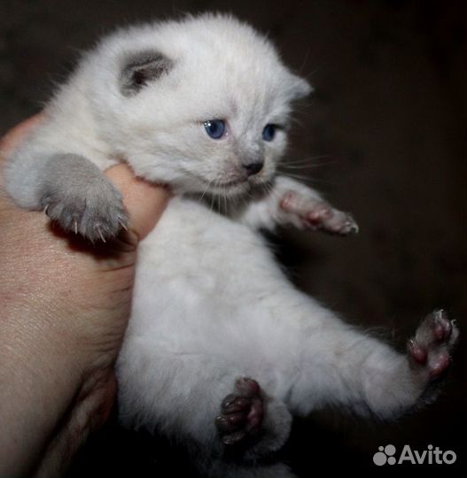 Котята шотландские