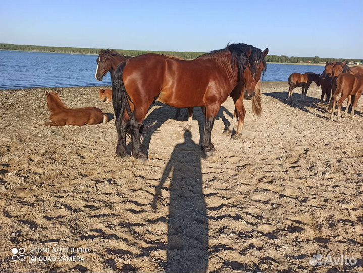 Жеребец тяжеловоз