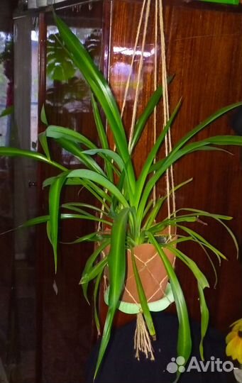 Комнатные цветы