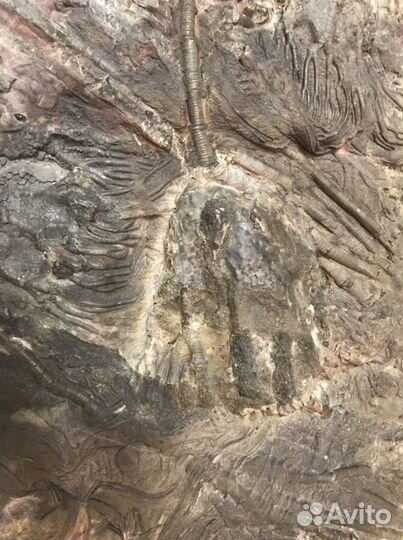Окаменелые морские лилии Криноидеи