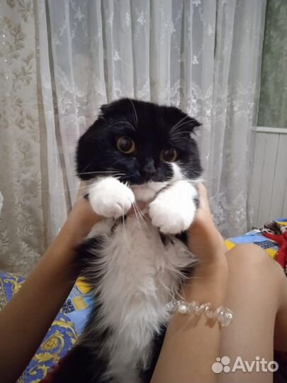 Кот веслоухий