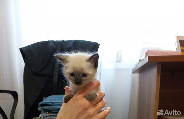 Тайские котята