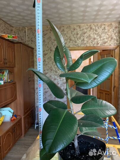 Большие фикусы эластика робуста