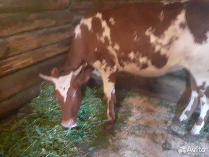 Айширская телка