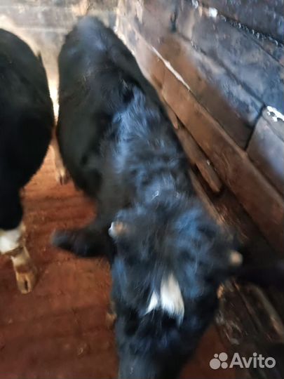 Продажа крс