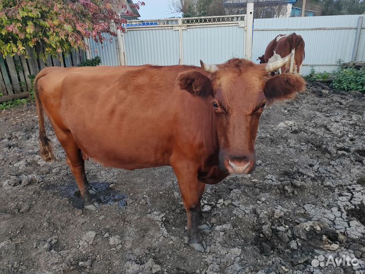 Корова дойная