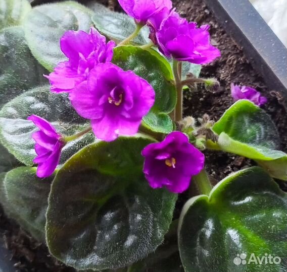 Фиалка, спатифилум