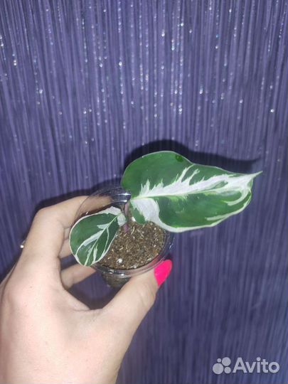 Калатея white fusion