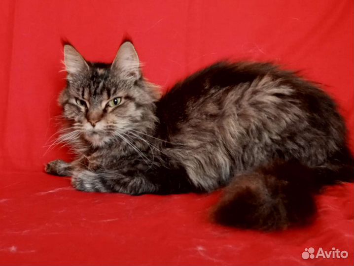 Продаются котята Мейн куна