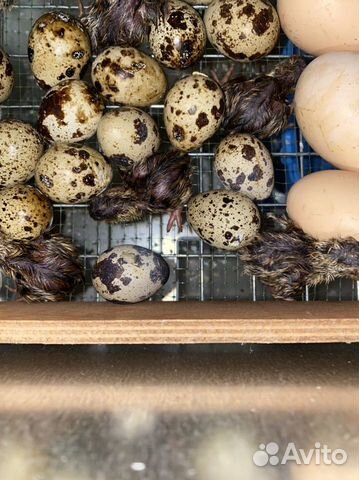 Инкубационные перепелинные яйца объявление продам