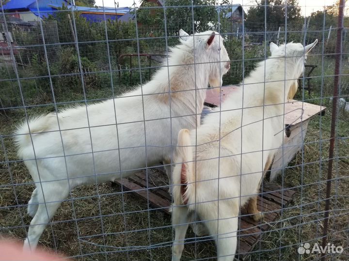 Услуги козла,козлики, козочки