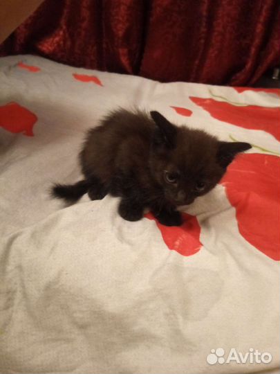 Отдам в котят в добрые руки