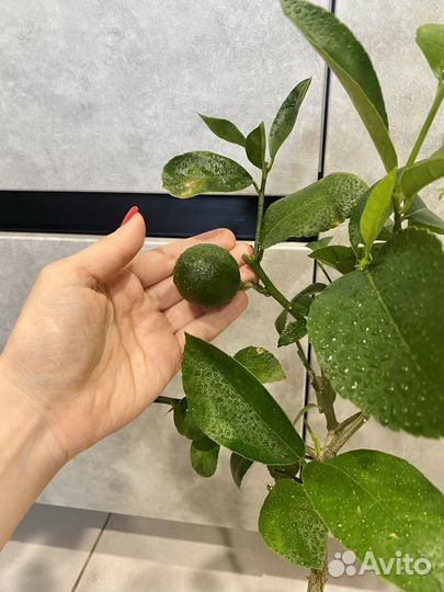 Лимон с плодами