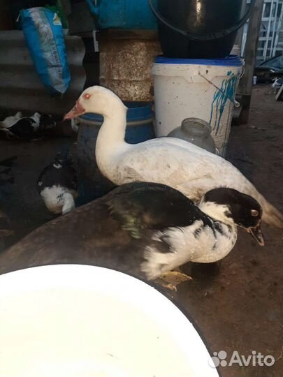 Утки индоутки,селезни