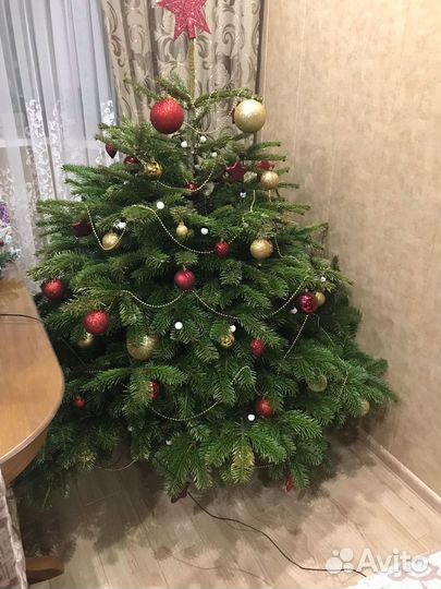 Пихта Нордмана