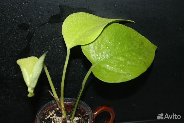 Эпипремнум из домашней коллекции