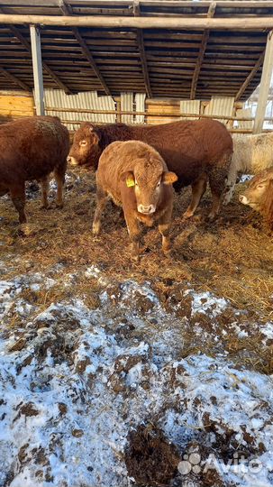 Быки породы лимузин на племя