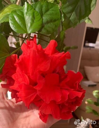 Гибискус Китайская роза