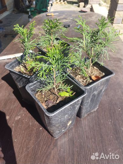 Туя смарагд