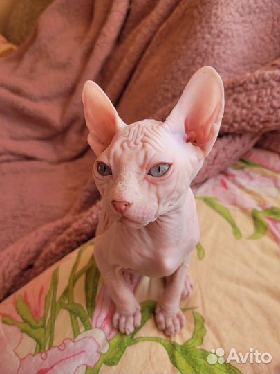 Донской сфинкс котенок