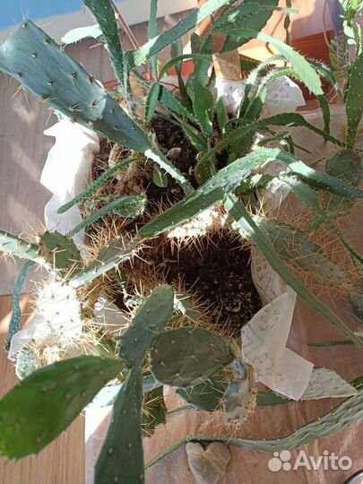 Кактусы: опунция сжатая и гилоцериус волнистый