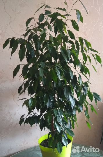 Фикус бенджамина