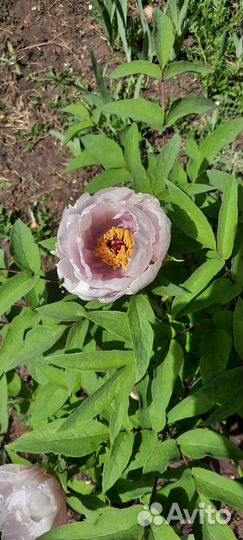 Пион древовидный