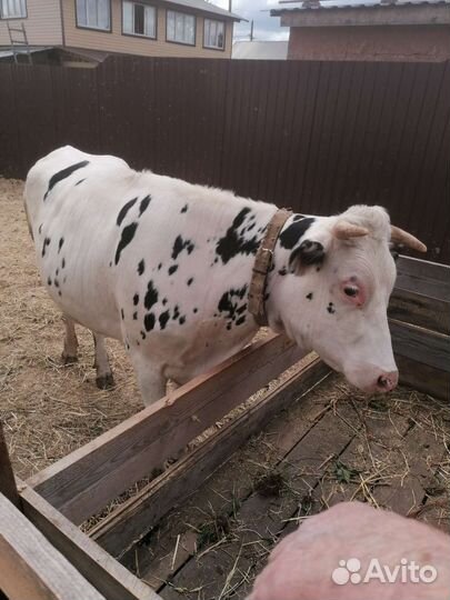 Телки стельные