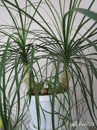 Бокарнея (нолина)