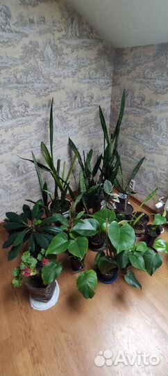 Цветы комнатные