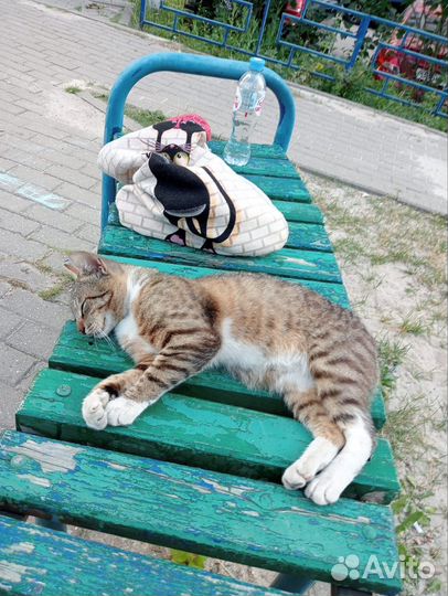 Молодой котик