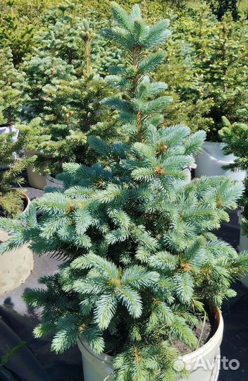 Ель голубая колючая