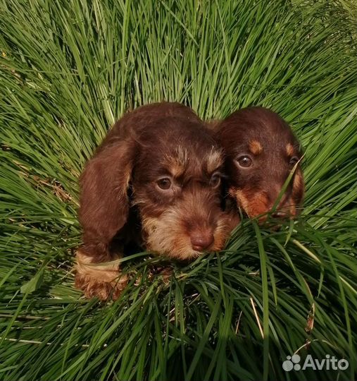 Жесткошерстные мини/кролики