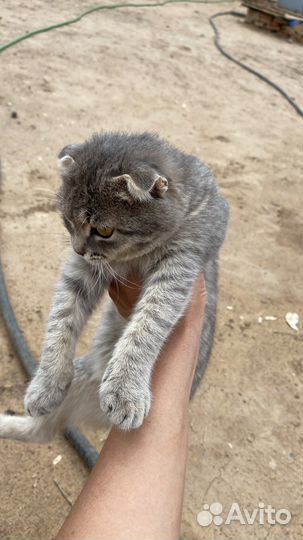 Шотландская