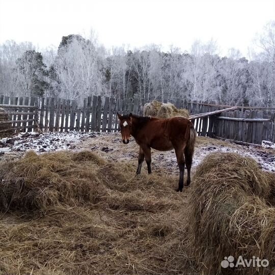 Лошади