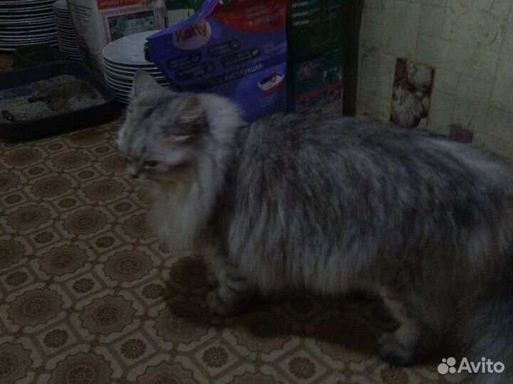 Отдам бесплатно кошку