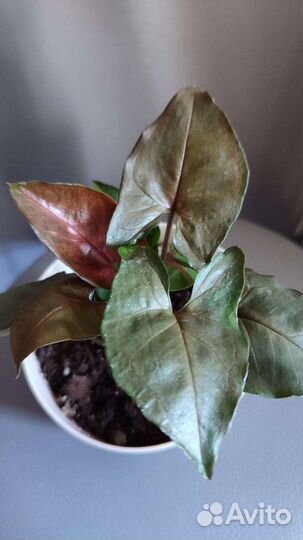 Сингониум Maria Allusion