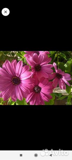 Остеоспермум