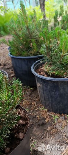 Сосна горная пумилио