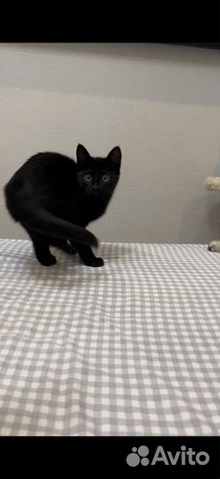 Черный котенок