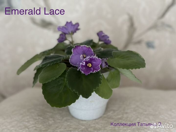 Фиалки сортовые