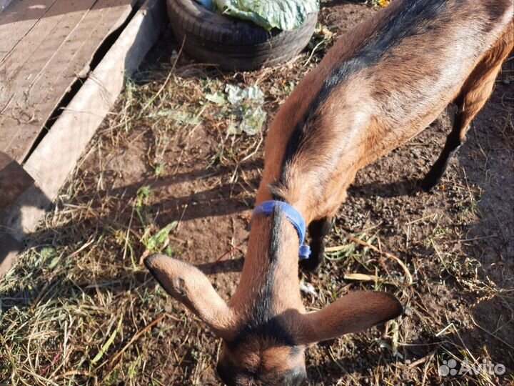 Козочка чешская