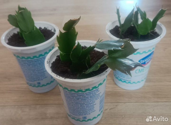 Отростки Декабриста Белого