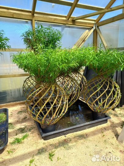 Плетёные деревья