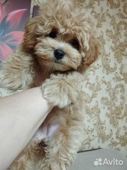 Щенки мальтипу мини